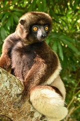 Sifaka lemur (Propithecus verreauxi), Madagascar nature