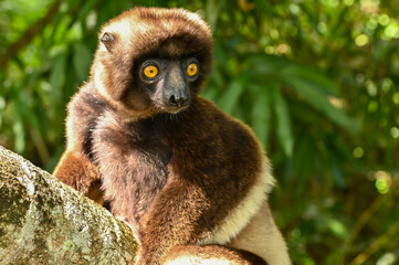 Sifaka lemur (Propithecus verreauxi), Madagascar nature