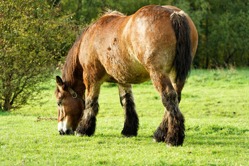 cheval
