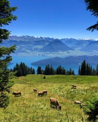 cows grazing in the mountains