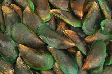 Fresh green-lipped mussels as background.