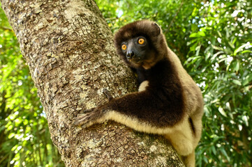 Sifaka lemur (Propithecus verreauxi), Madagascar nature