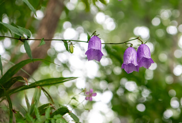 야생화(금강초롱)