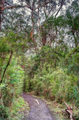 Great Otway National Park, Australia