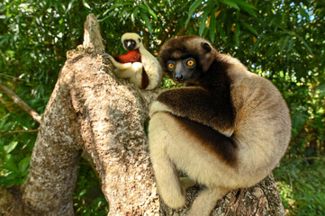 Sifaka lemur (Propithecus verreauxi), Madagascar nature