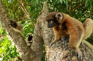 Sifaka lemur (Propithecus verreauxi), Madagascar nature
