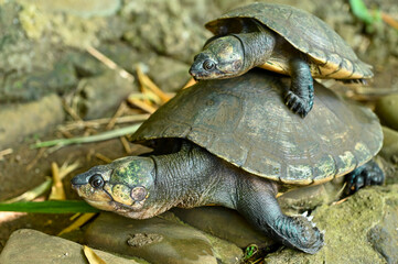 Madagascan big-headed turtle (Erymnochelys madagascariensis)
