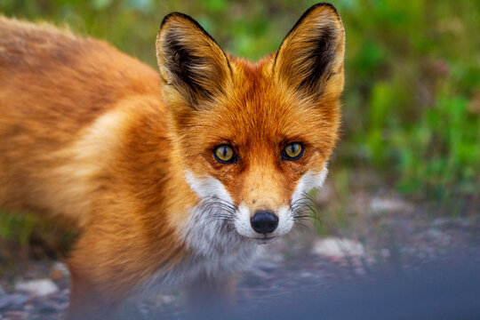 Fuchs