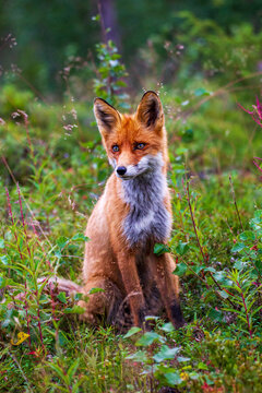Fuchs