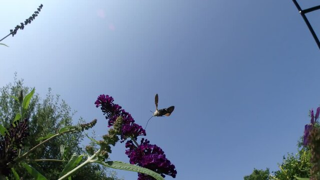 Panorama 160 with Buddleja davidii, Summer lilac, Butterfly-bush and butterfly Hummingbird hawk-moth, Macroglossum stellatarum collecting nectar from flowers in flight on sunny day - slow motion.