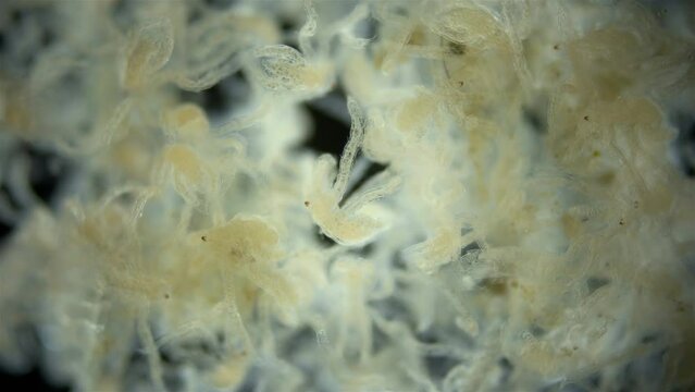Larvae of sea spider Nymphon grossipesm under microscope, order Pantopoda. Protonymphon stage. Live on the parent until they become juvenile, then they begin an independent life. White sea