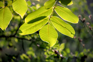 Fototapeta na wymiar Walnut green leaves on sunlight