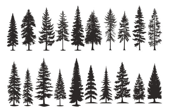 Set of silhouettes of spruce trees vector illustration © Ruqqq