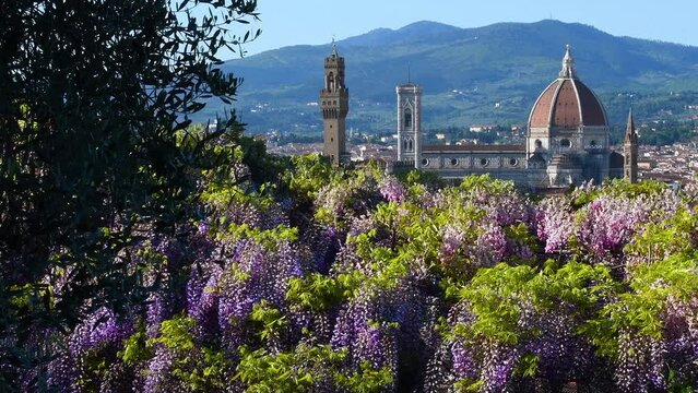View of Cathedral of Santa Maria del Fiore, Giotto's Bell Tower and Palace of the Town Hall in Florence from a garden near Michelangelo square. Blooming wisteria on the foreground. Italy