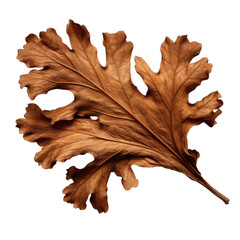 Oak leaves dried flower isolated on transparent background. Generative AI