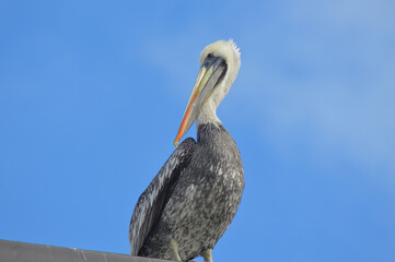 pelican resting on a fish shop roof
