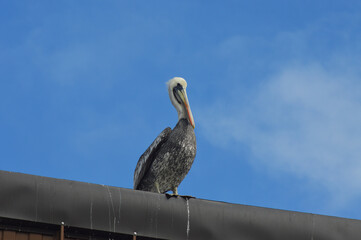 pelican resting on a fish shop roof