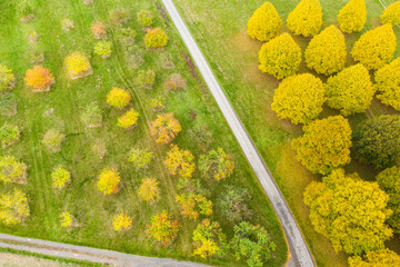 View from above of trees in autumn in the Taunus near Heftrich/Germany