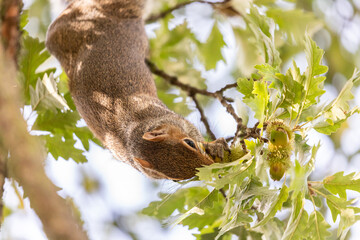 Grey Squirrel enjoying Acorns from an Oak tree in a UK park