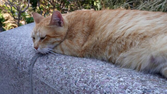 red street cat , homeless , thoroughbred , Persian , Scottish , Abyssinian , Somali , Oriental ,
Kurilian bobtail,
Maine Coon ,
american curl,
Napoleon,
british,
Siberian,
Turkish van, striped;
spotte