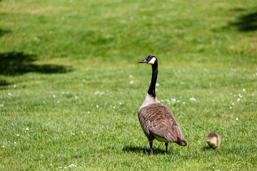 Canadian geese, adult and young on grass field in park