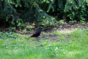 Blackbird on grass field in park