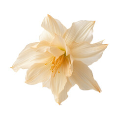 Narcissus (Daffodil) dried flower isolated on transparent background. Generative AI