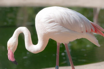 Flamingo in der Seitenansicht