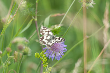 Schachbrettfalter mit offenen Flügeln 