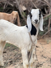 Goat on the farm