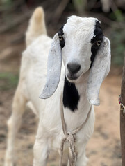 Fototapeta premium white goat on farm