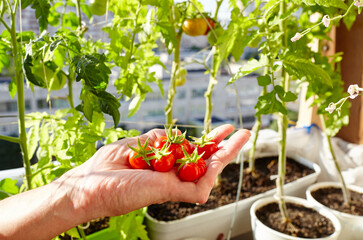 Men's hands harvests the tomato plant. Farmer man gardening in home greenhouse