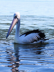 pelican on the water