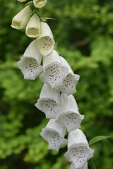 Series of White Foxglove Flowers Blooming in Summer © dejavudesigns