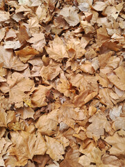 Close-up of dried fallen maple leaves on the ground. Natural pattern / leaves background.