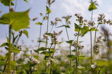 Buckwheat flowers close up. A blooming field of Ukrainian buckwheat, light-white flowers