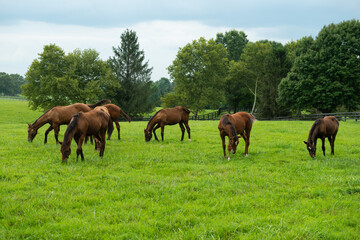 Young horses grazing in the field