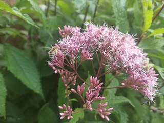 Flei&szlig;ige Biene