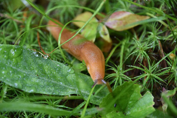 Looking Down at a Land Snail with Antenna