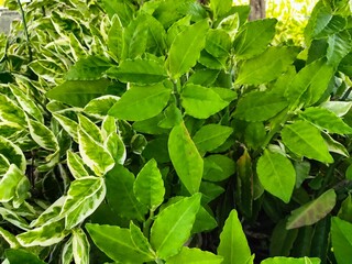 The green plant on the garden