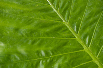 tropical leaf, large foliage, abstract green texture, nature background