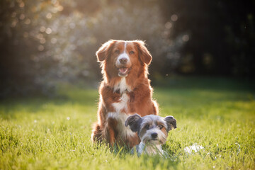 Two dog friends sitting together on meadow. Cute terrier and retriever on sunny summer day.. - obrazy, fototapety, plakaty
