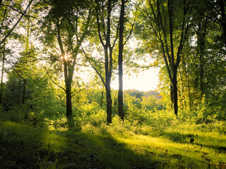 Morning light in a fabulous green forest. The sun shines through the branches of the trees. Beautiful summer landscape.