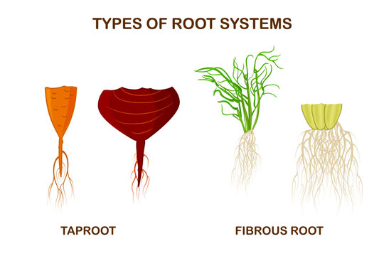 Types of root systems of plants, monocots and dicots. Taproot and fibrous root example comparison. Plant part with main large central root and thin branching system. Biology education poster. Vector