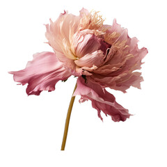 Peony dried flower isolated on transparent background. Generative AI