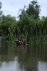 duck on the lake