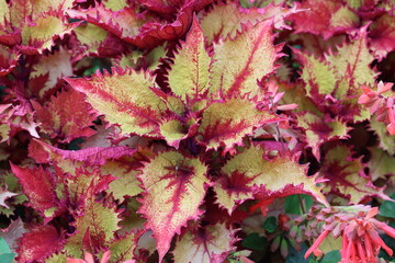Sweden. Coleus is a genus of annual or perennial herbs or shrubs, sometimes succulent, sometimes...
