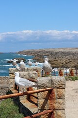view from the sea in Saint Pierre Quiberon