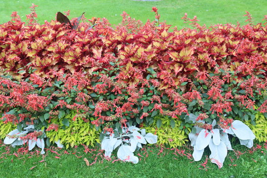 Sweden. Coleus is a genus of annual or perennial herbs or shrubs, sometimes succulent, sometimes with a fleshy or tuberous rootstock, found in the Afro-Eurasia tropics and subtropics.   