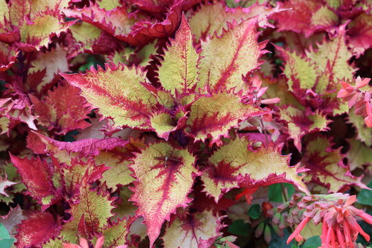 Sweden. Coleus is a genus of annual or perennial herbs or shrubs, sometimes succulent, sometimes with a fleshy or tuberous rootstock, found in the Afro-Eurasia tropics and subtropics.   